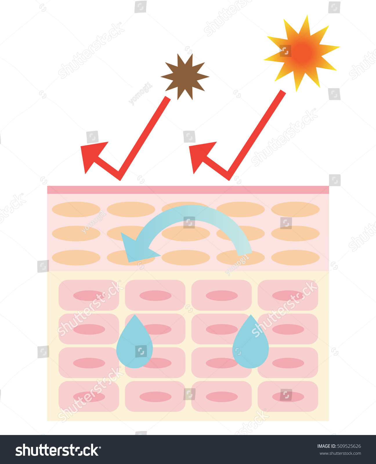 Skin Barrier Protects Skin Bacteria Ultraviolet Stock Vector 509525626 ...