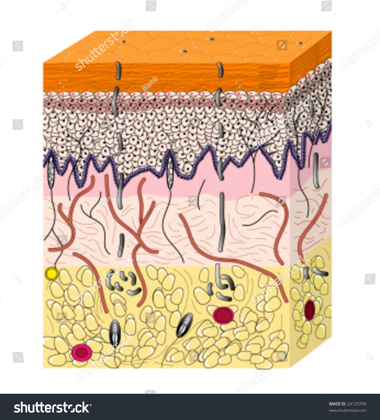 Skin Cross Section Stock Vector Illustration 24129709 : Shutterstock