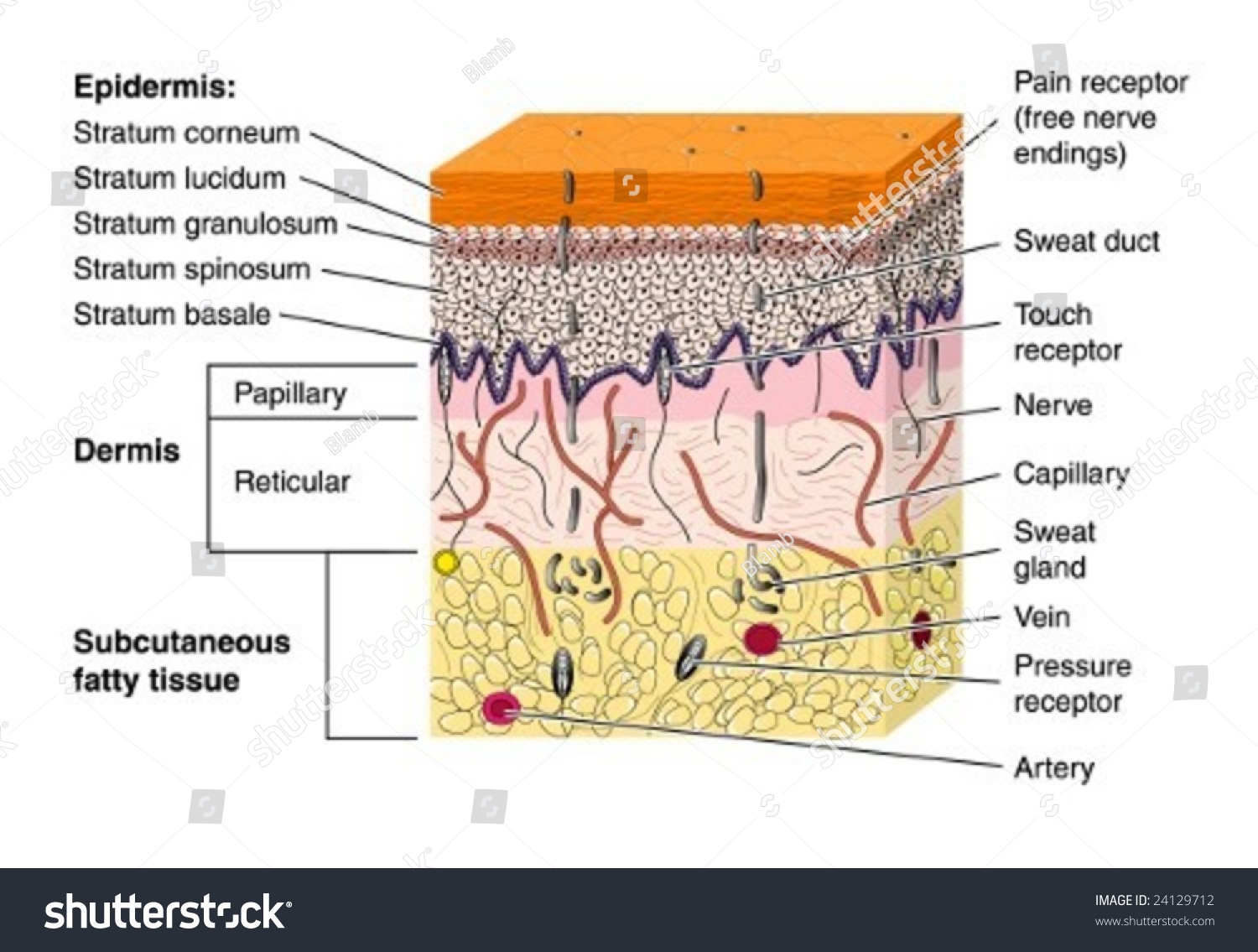 [DIAGRAM] A Labeled Diagram Of The Cross Section Of The Skin ...