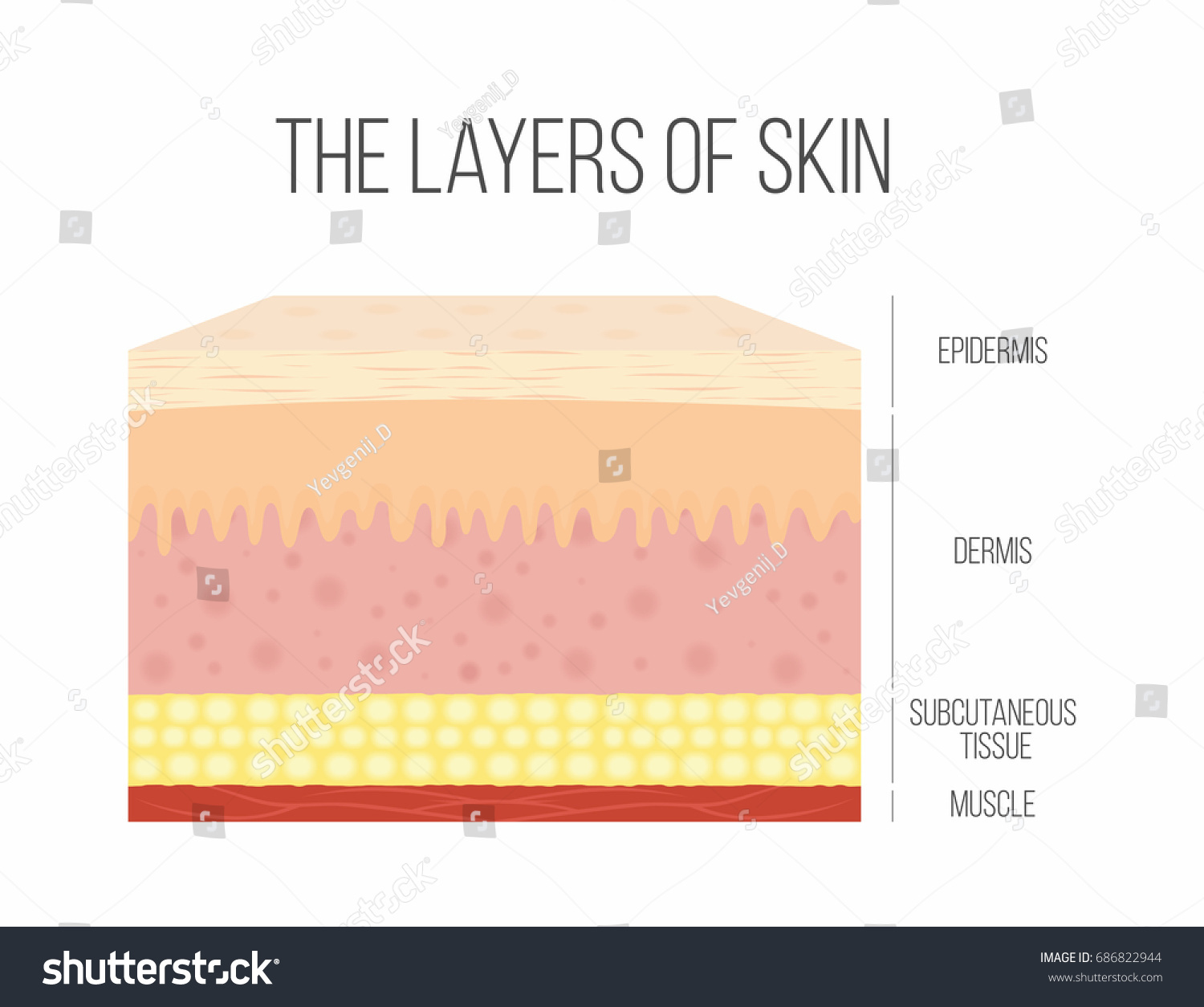 Skin Layers Healthy Normal Human Skin Stock Vector (Royalty Free) 686822944