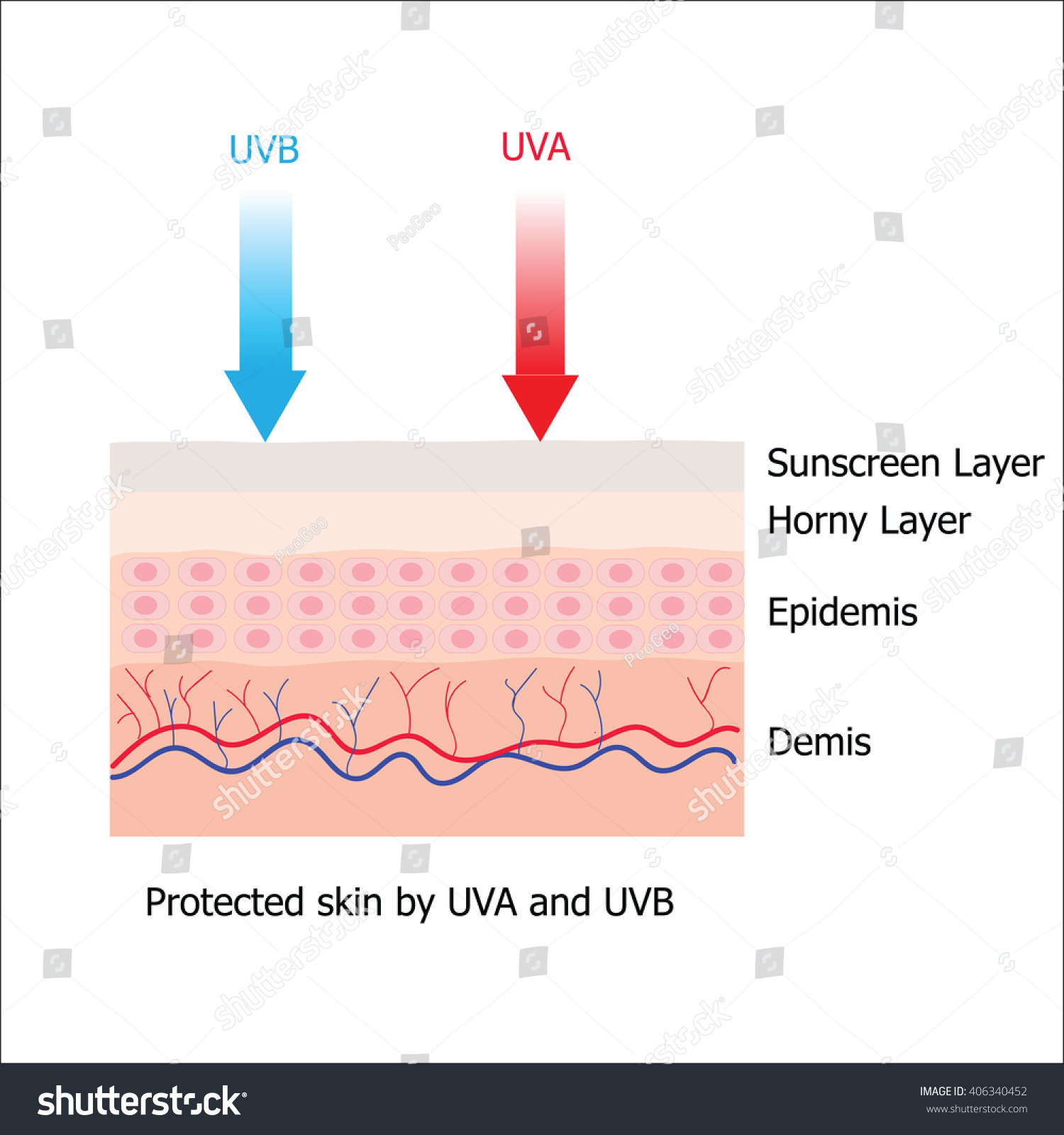 Skin Sunblock Sunscreen Lotion Which Protect Stock Vector (Royalty Free ...