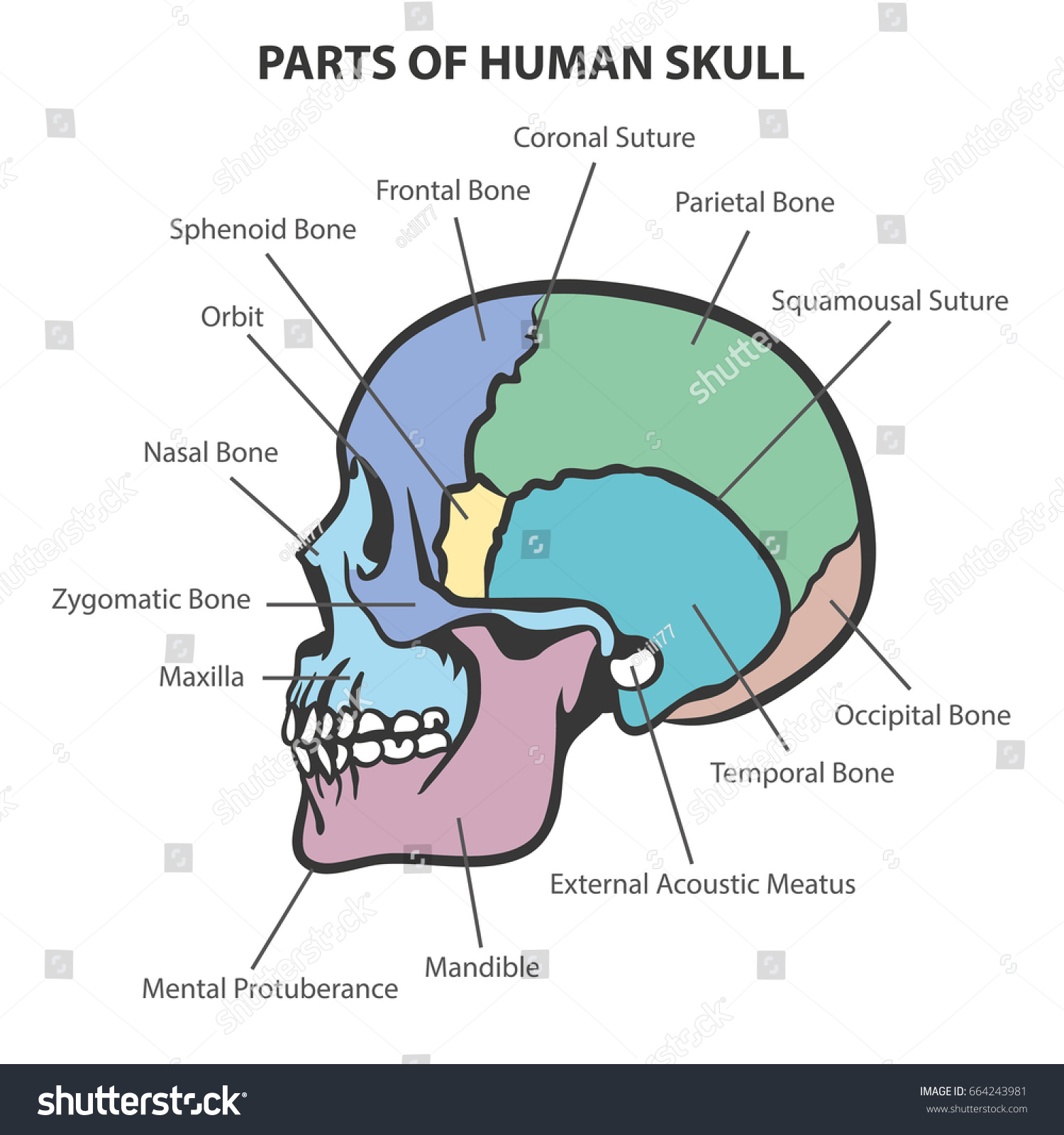 Skull Anatomy Vector Stock Vector (Royalty Free) 664243981