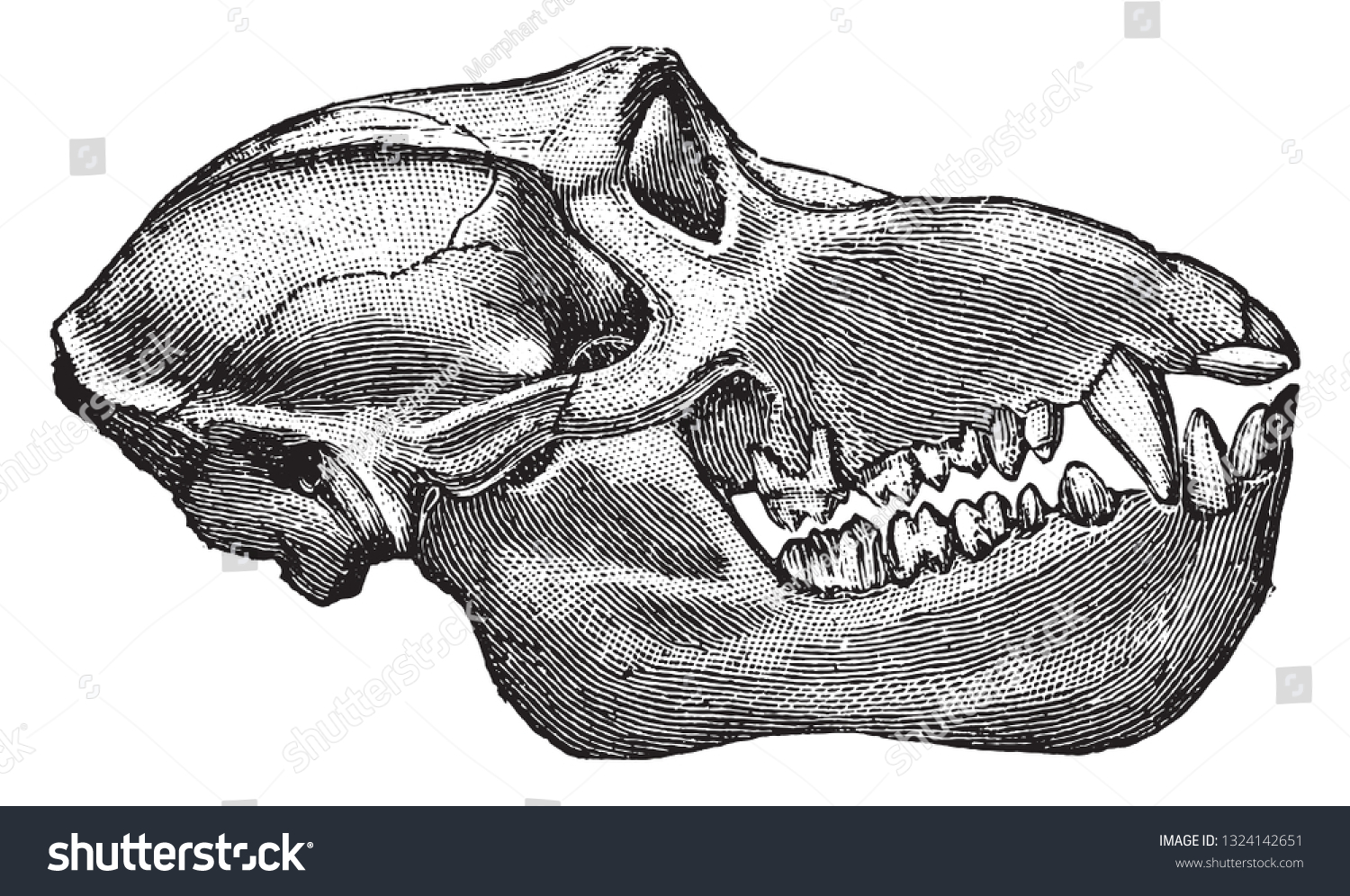 Skull Mandrill Vintage Engraved Illustration Deutch Stock Vector Royalty Free