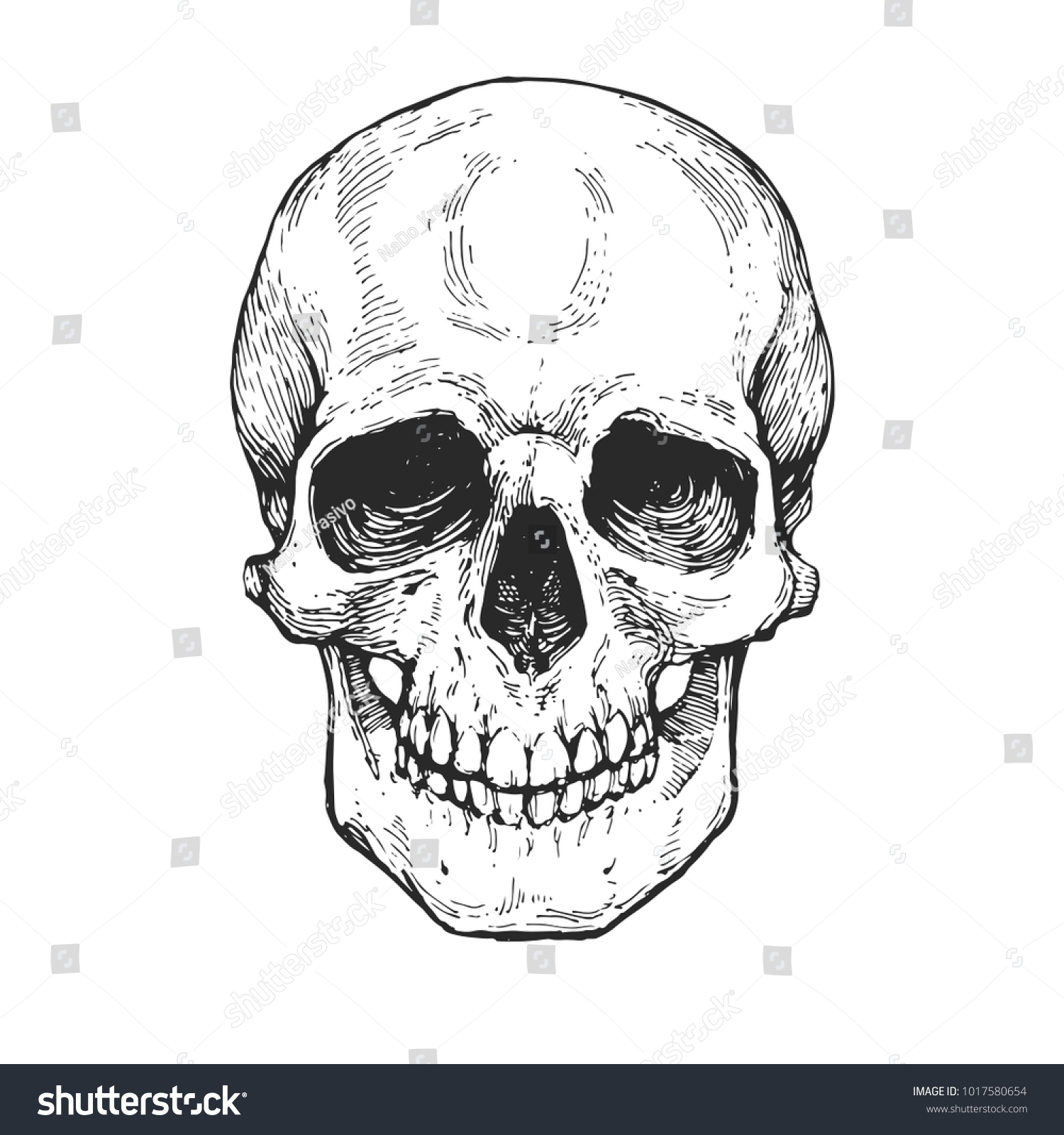 Skull Skeleton Head Anatomy Ink Hand Stock Vector Royalty Free 1017580654