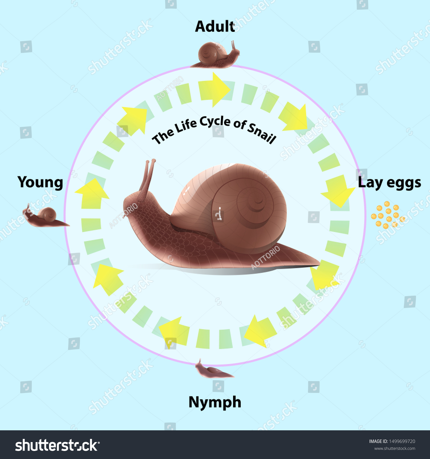 Snails Life Cycle Invertebrates Eat Plants Stock Vector (Royalty ...