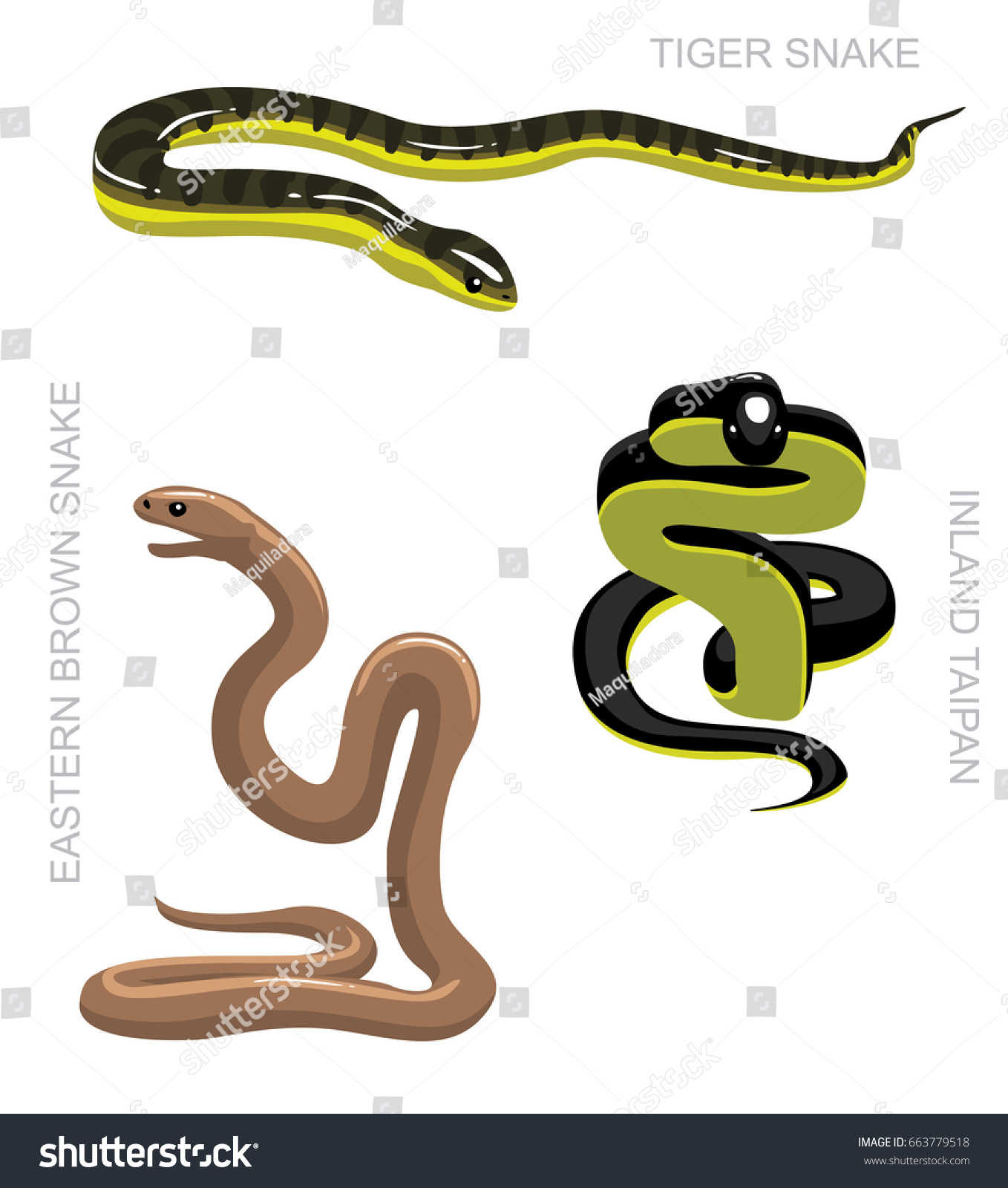 Snake Australian Venomous Set Cartoon Vector