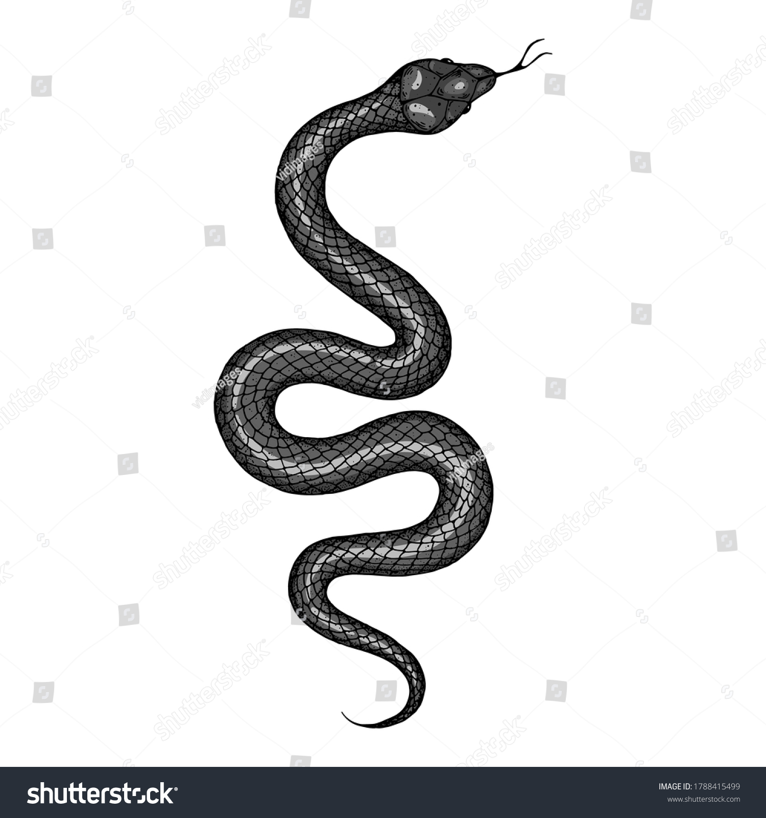 Snake Illustration Vector Illustration Hand Drawn Stock Vector (Royalty ...