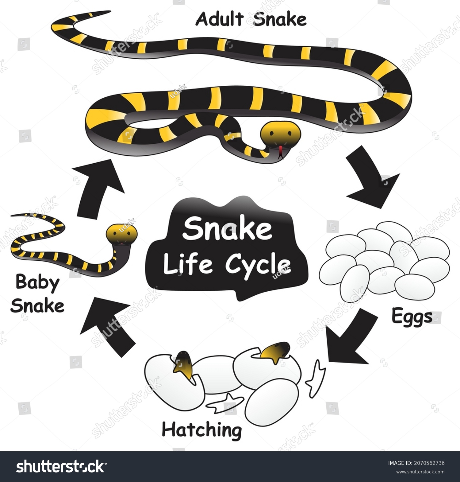 274 River adder Images, Stock Photos & Vectors | Shutterstock