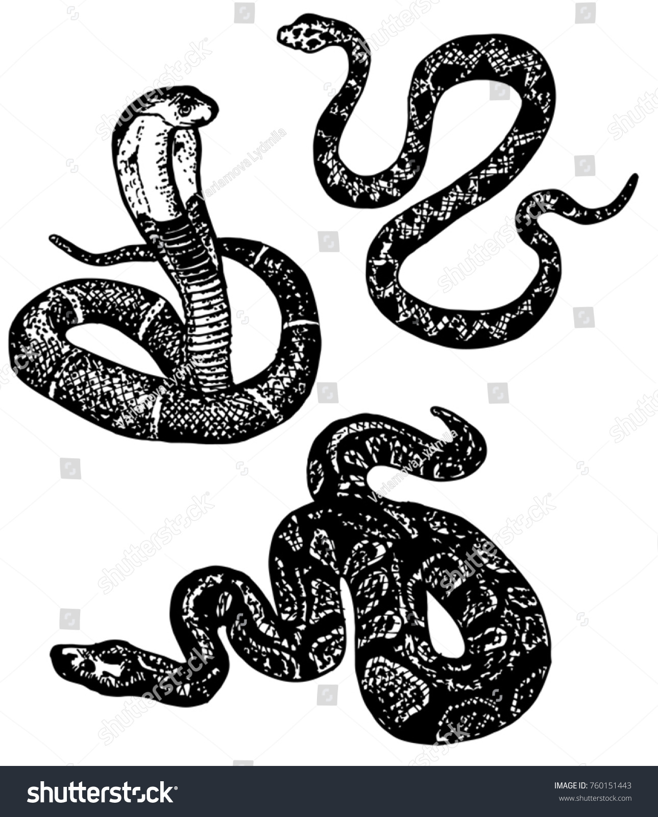 蛇のスケッチ さまざまなヘビのセット コブラ ニシキヘビ 白黒の手描きのコレクションヘビ ベクターイラスト のベクター画像素材 ロイヤリティフリー