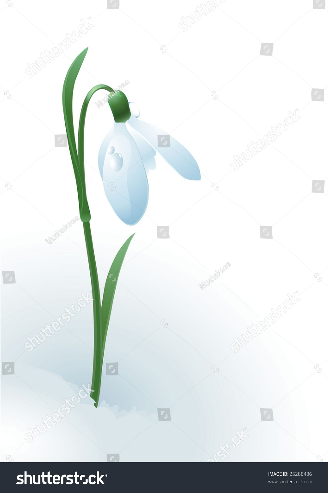 Download Snowdrop. Vector. - 25288486 : Shutterstock