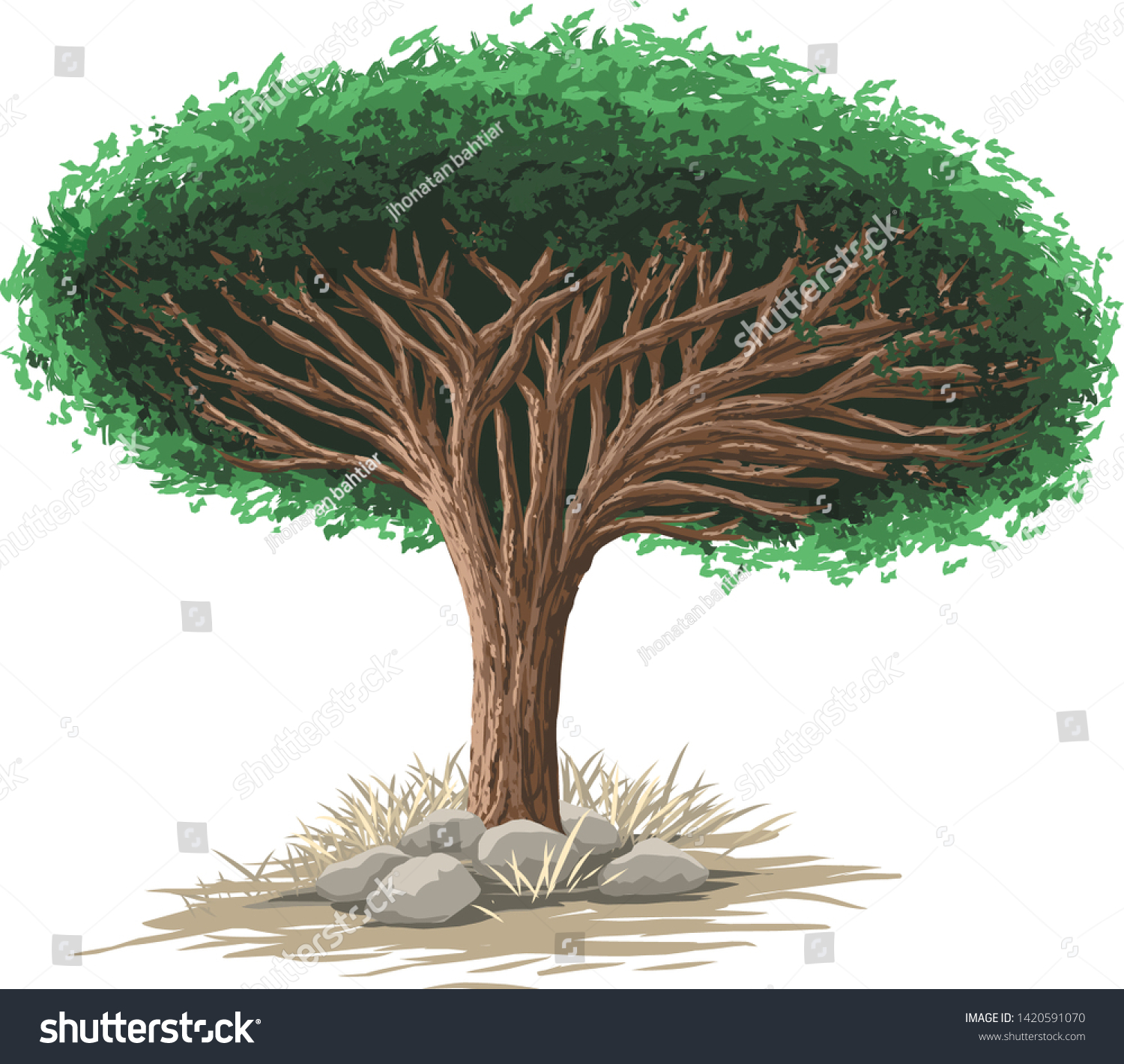 Socotra Dragon Tree Dragon Blood Tree Stock Vector Royalty Free