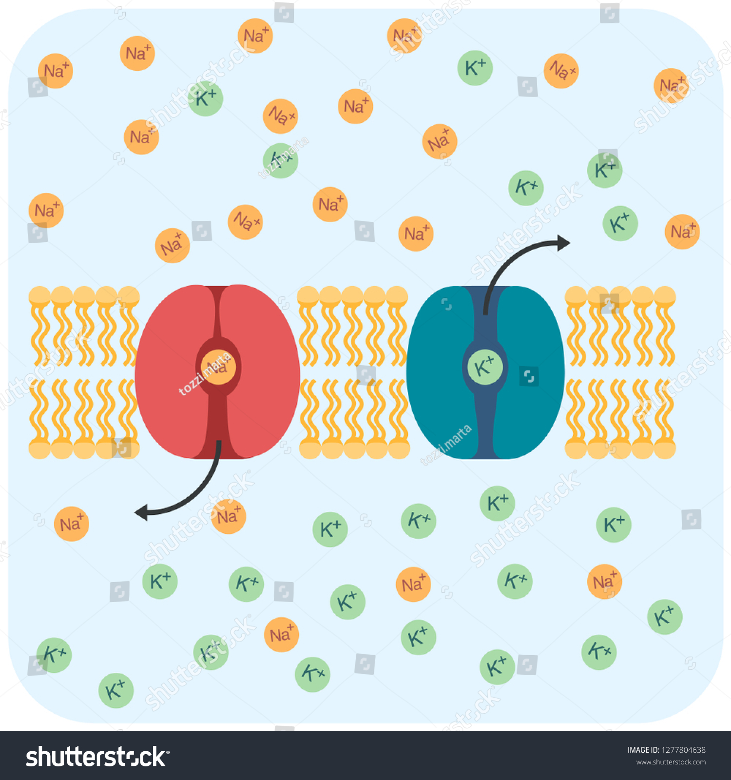 Sodium Potassium Channels Stock Vector (Royalty Free) 1277804638 ...