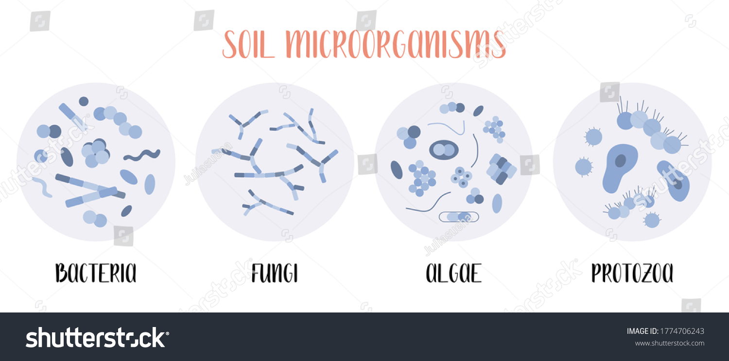 Soil Biology Soil Microorganisms Bacteria Fungi 库存矢量图免版税 Shutterstock