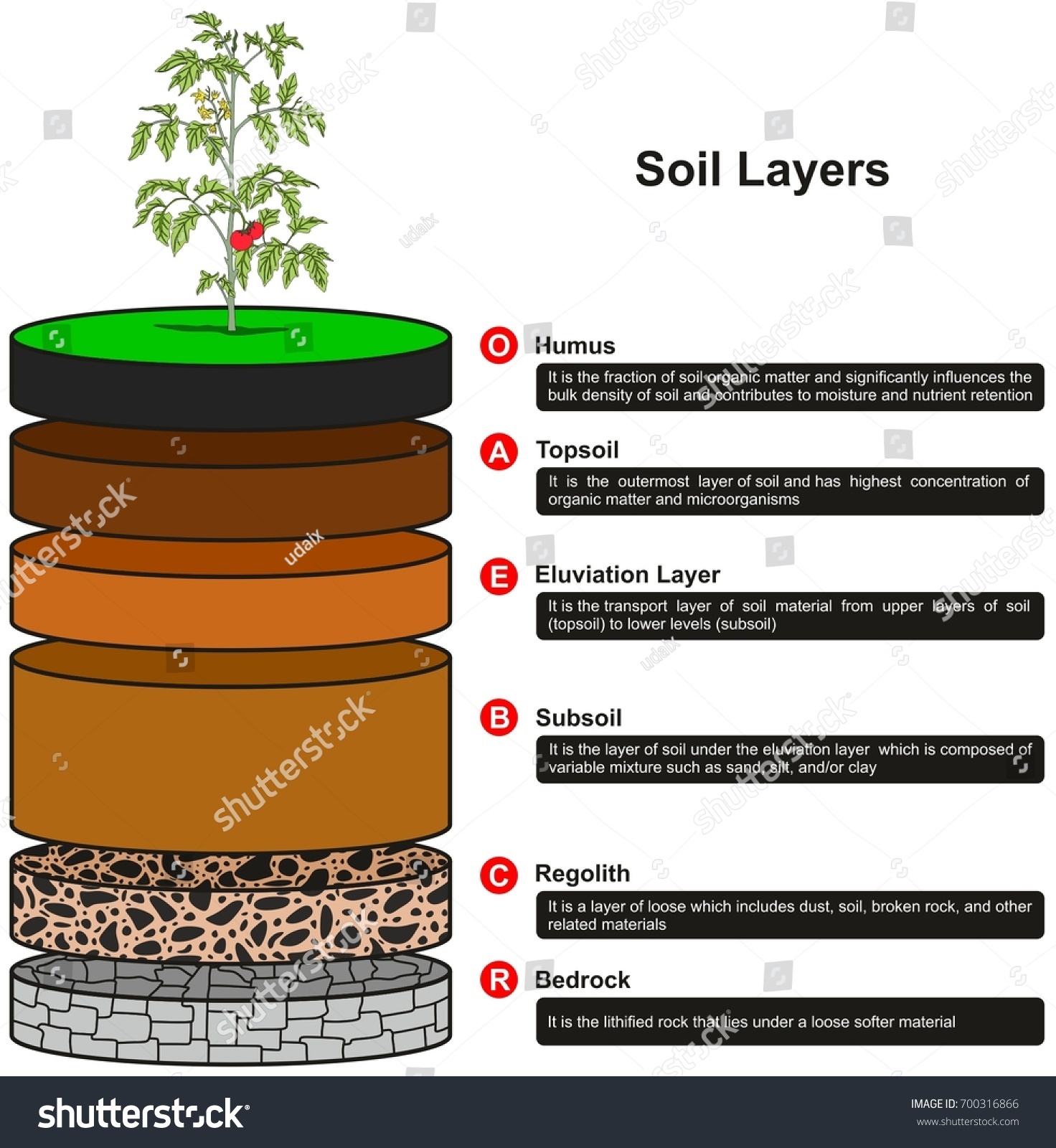 Soil Layers Infographic Diagram Showing Slices Stock Vector With Regard To Layers Of Soil Worksheet