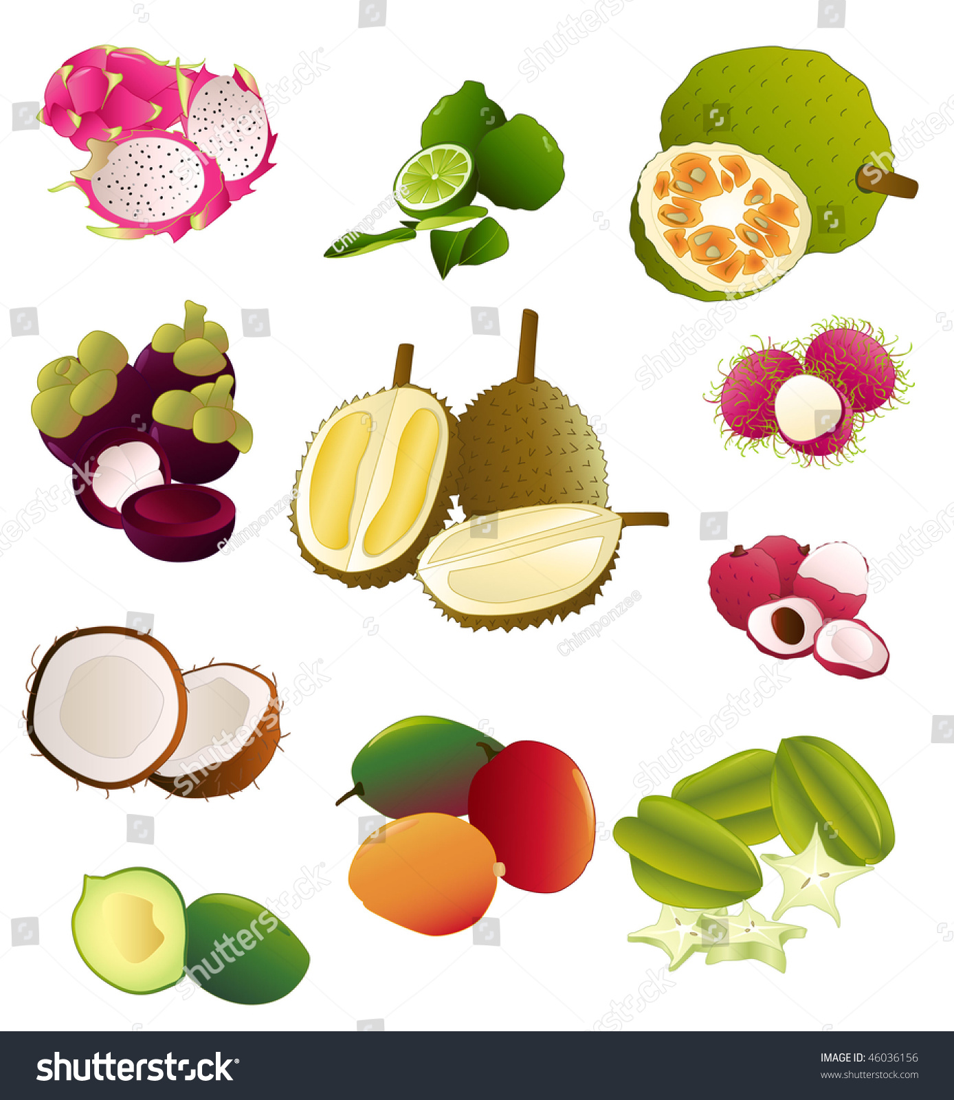 south east asian fruits stock vector 46036156 - shutterstock