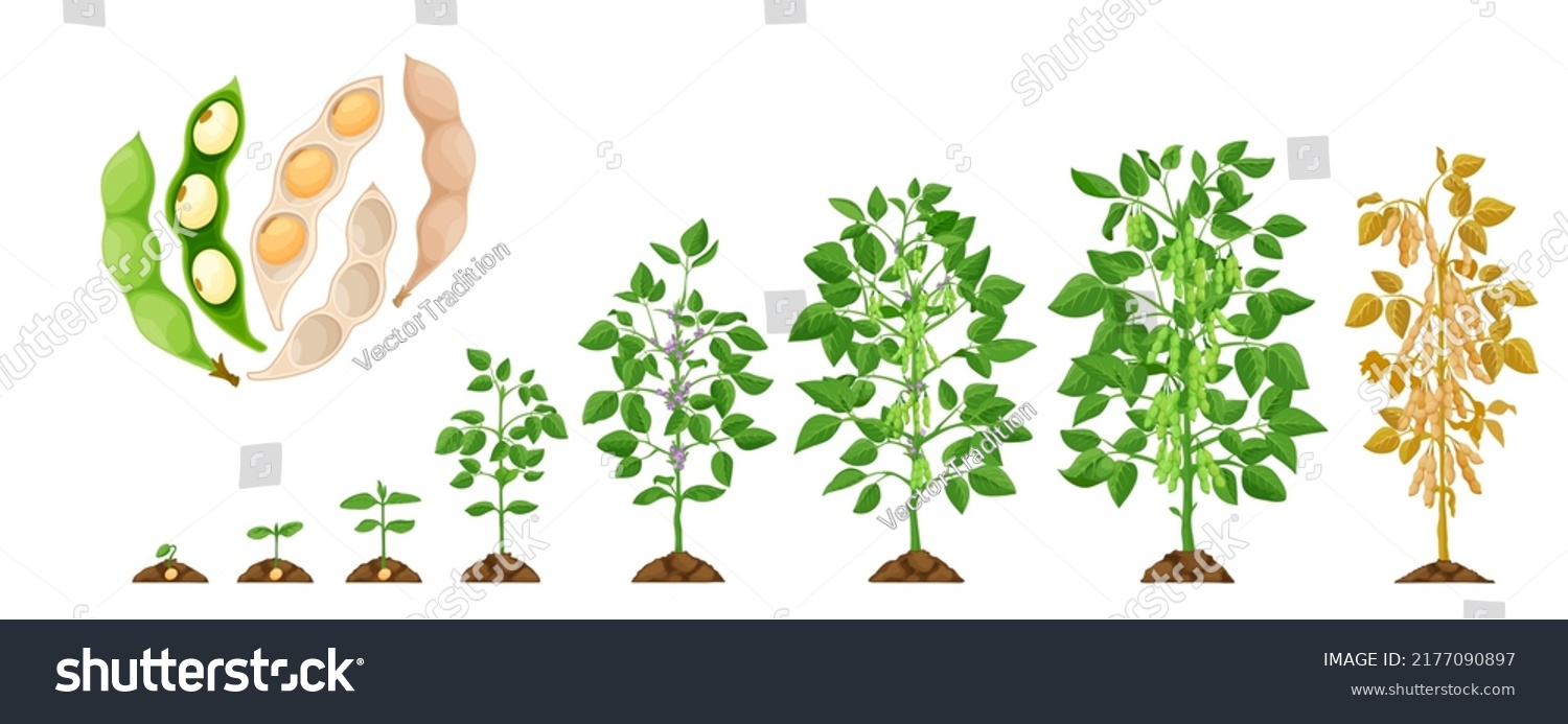 Soy Growth Stages Soybean Vegetable Plant Stock Vector (Royalty Free ...