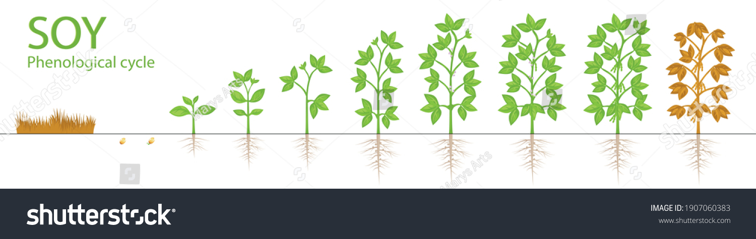 Soybean Plant Growth Phenological Cycle Leaf Stock Vector (Royalty Free ...