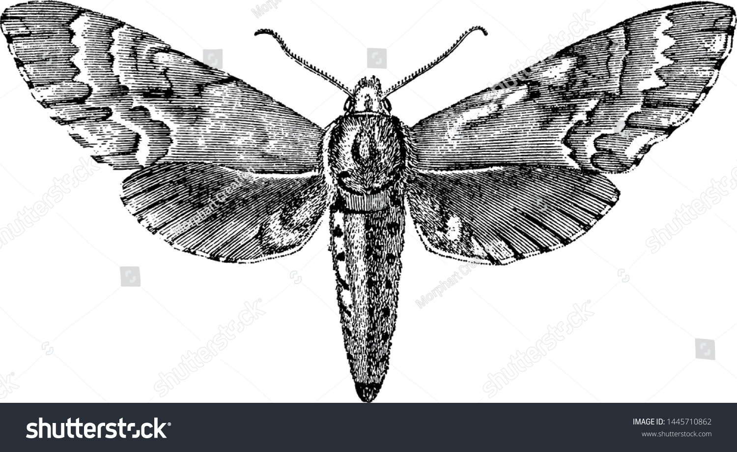 33,295 Moth vintage Images, Stock Photos & Vectors | Shutterstock