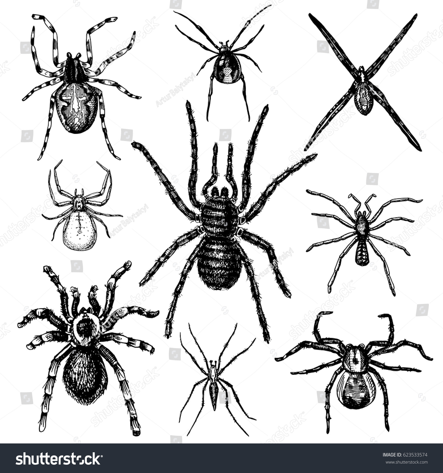 Spider Arachnid Species Most Dangerous Insects Stock Vector (Royalty ...