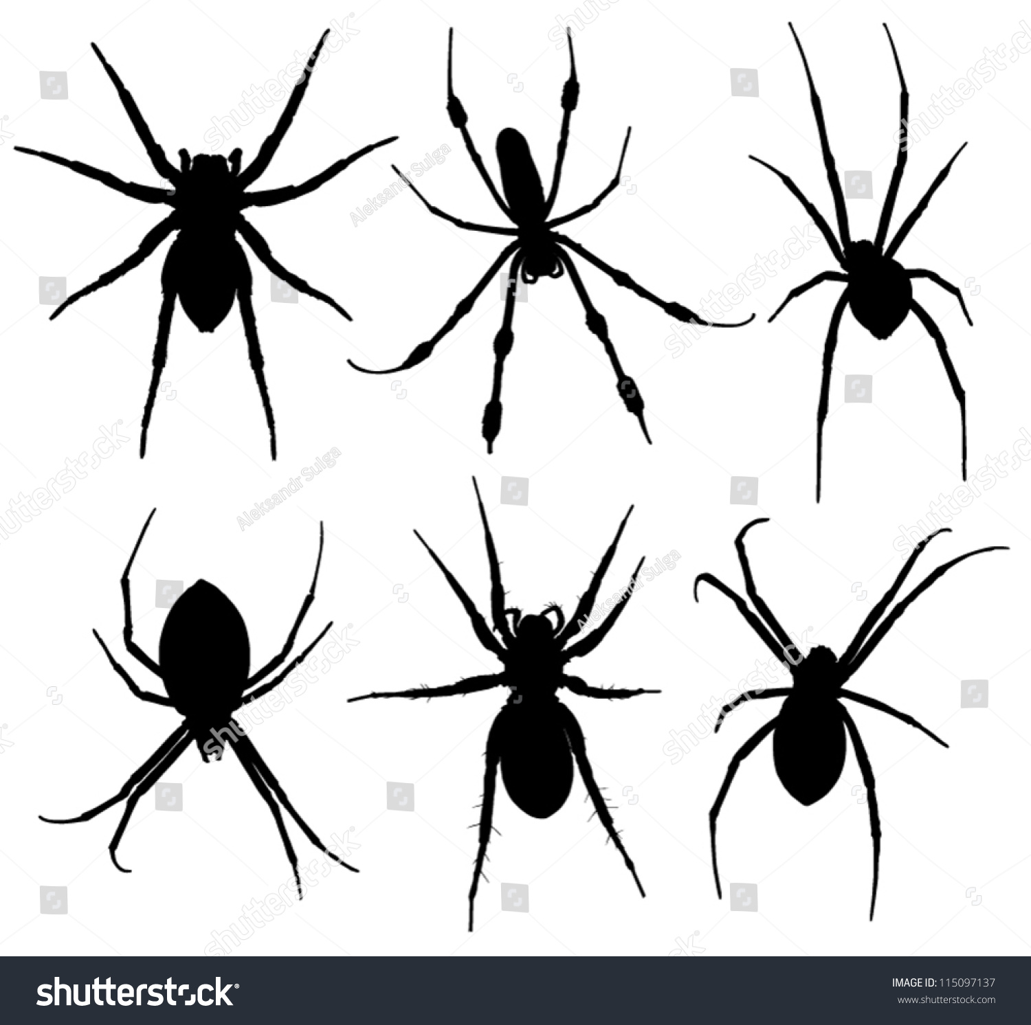 Spider Silhouette On White Background Stock Vector 115097137 - Shutterstock