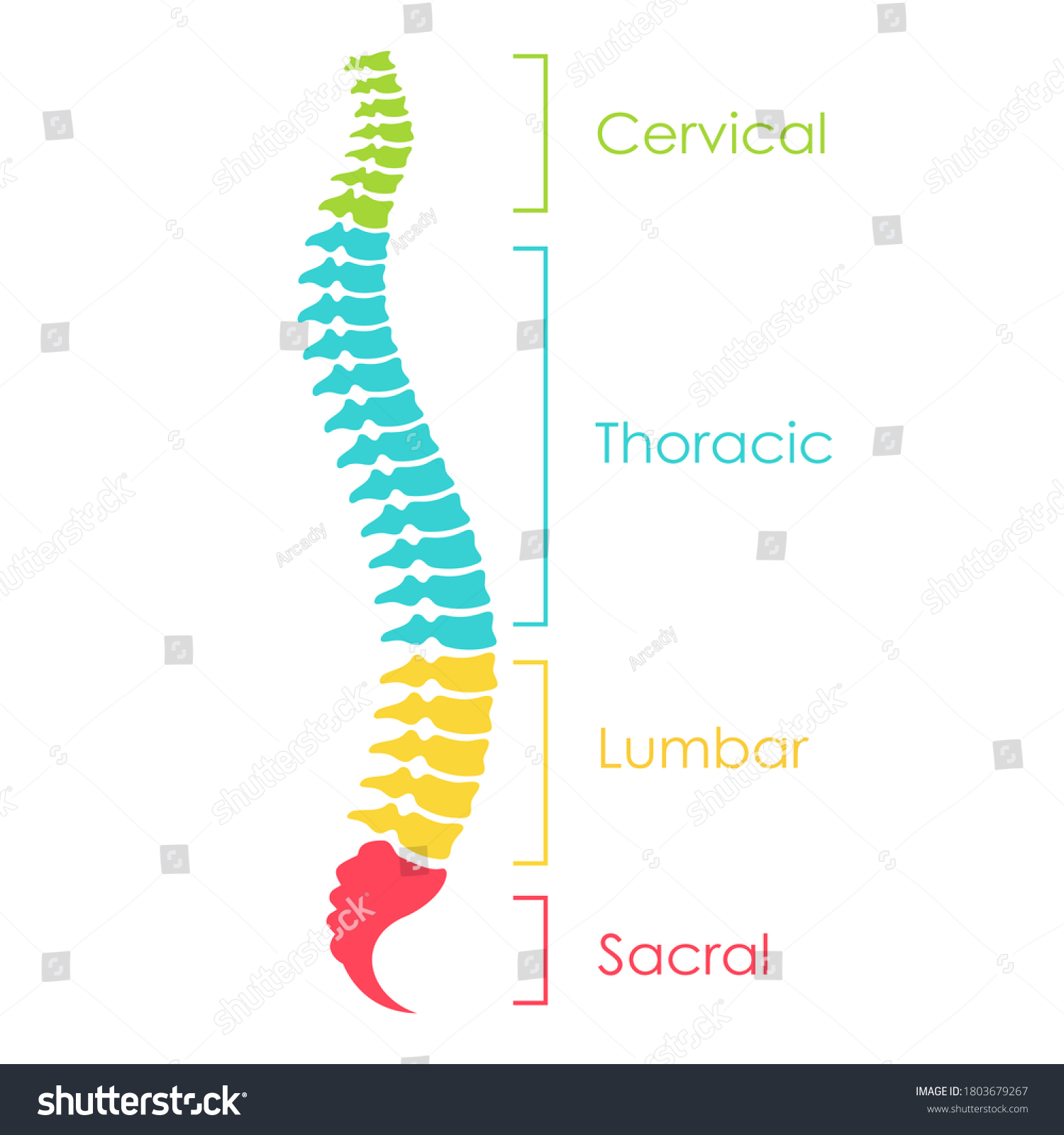 Thoracic and lumbar vertebrae Images, Stock Photos & Vectors | Shutterstock