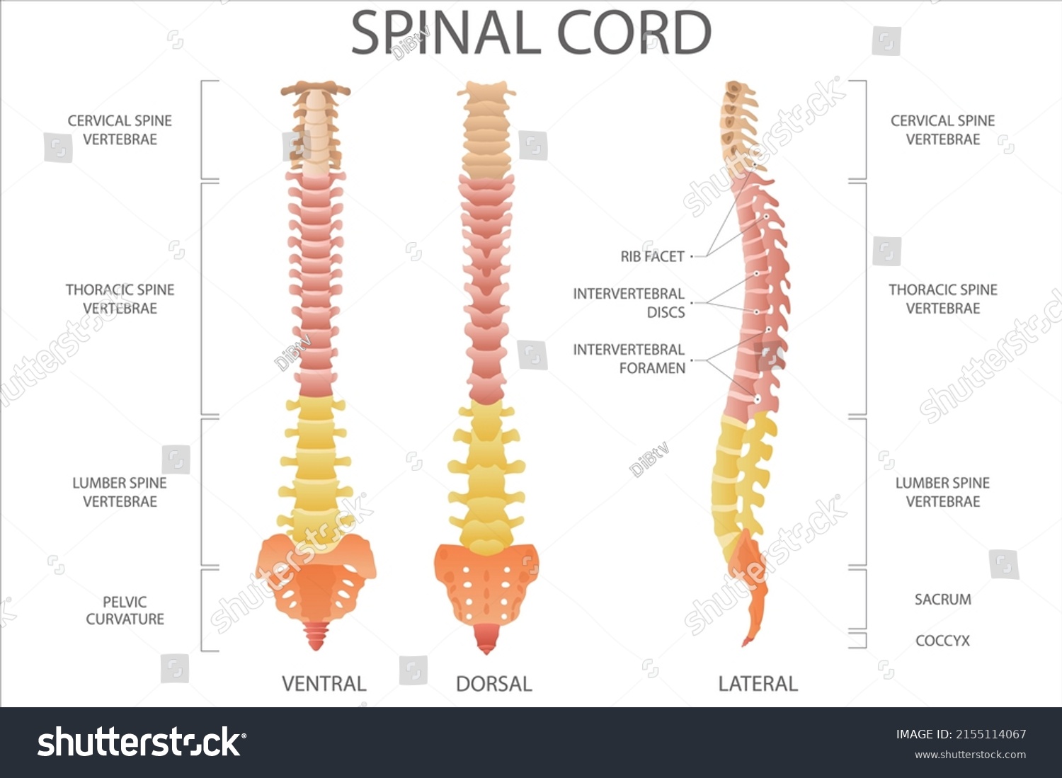 Spinal Cord Medical Vector Illustration Stock Vector (Royalty Free ...