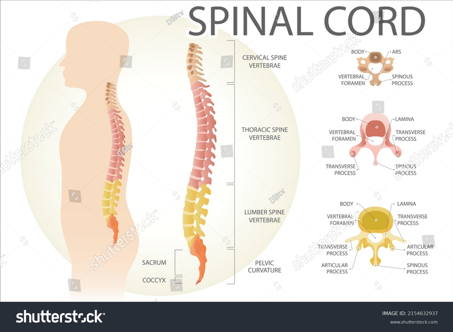 Spinal Cord Structure Spine Segments Medical Stock Vector (Royalty Free ...