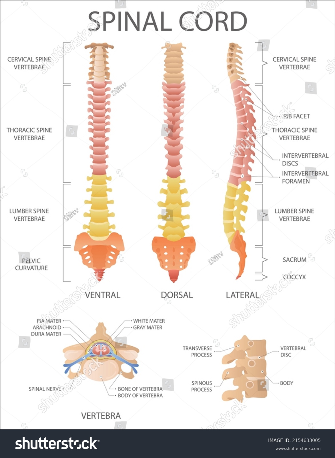 Spinal Cord Structure Spine Segments Medical Stock Vector (Royalty Free ...