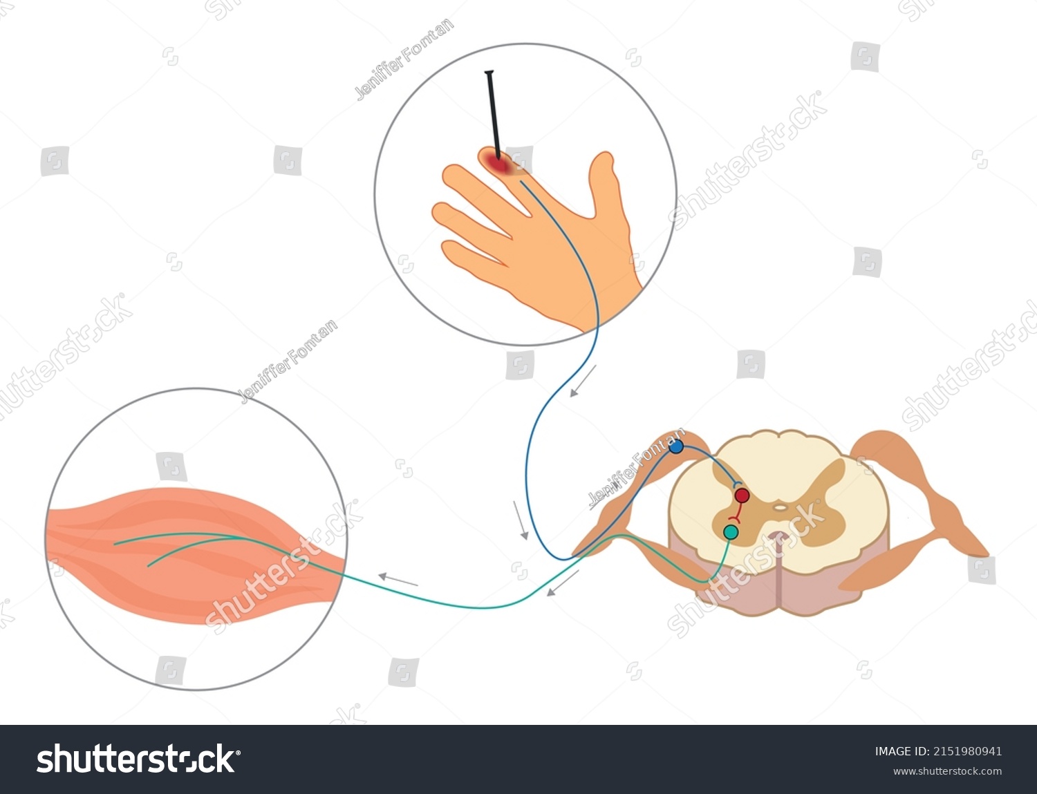 Spinal Reflex Arc Anatomy Vector Stock Vector (Royalty Free) 2151980941 ...