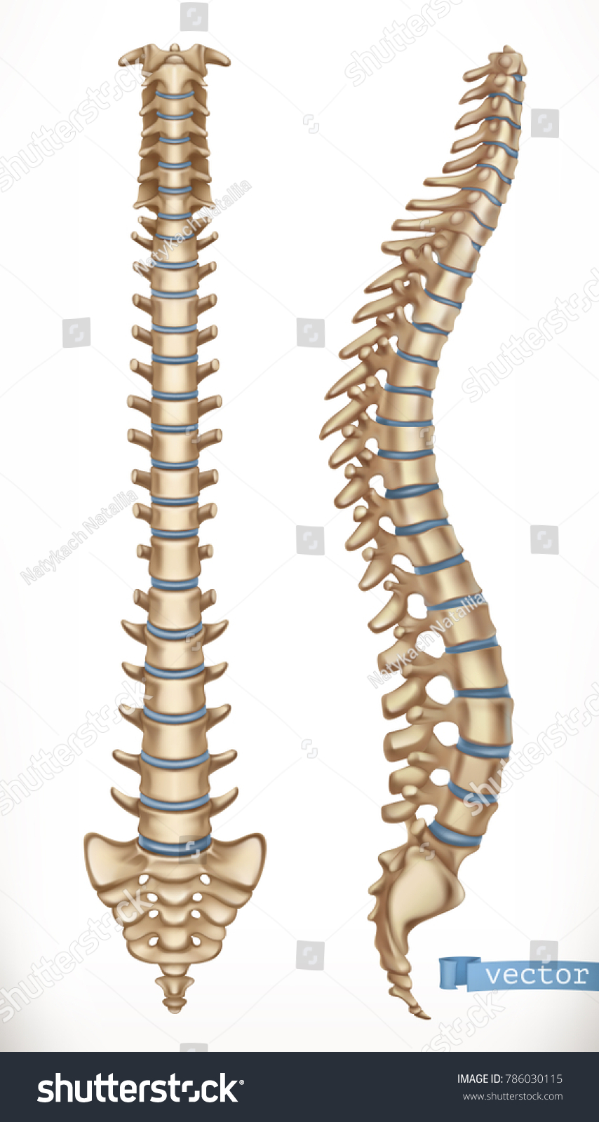 Spine Structure Front Side View Human Stock Vector (Royalty Free) 786030115