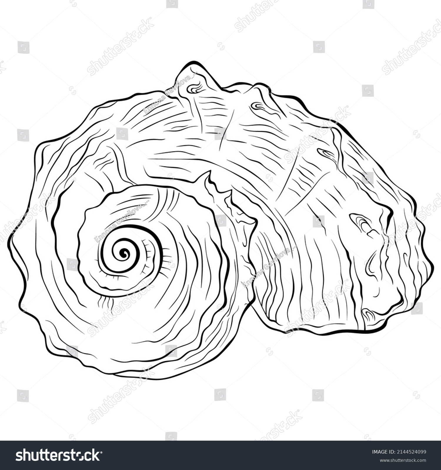 Spiral Seashell Front View Vector Hand Stock Vector (Royalty Free ...