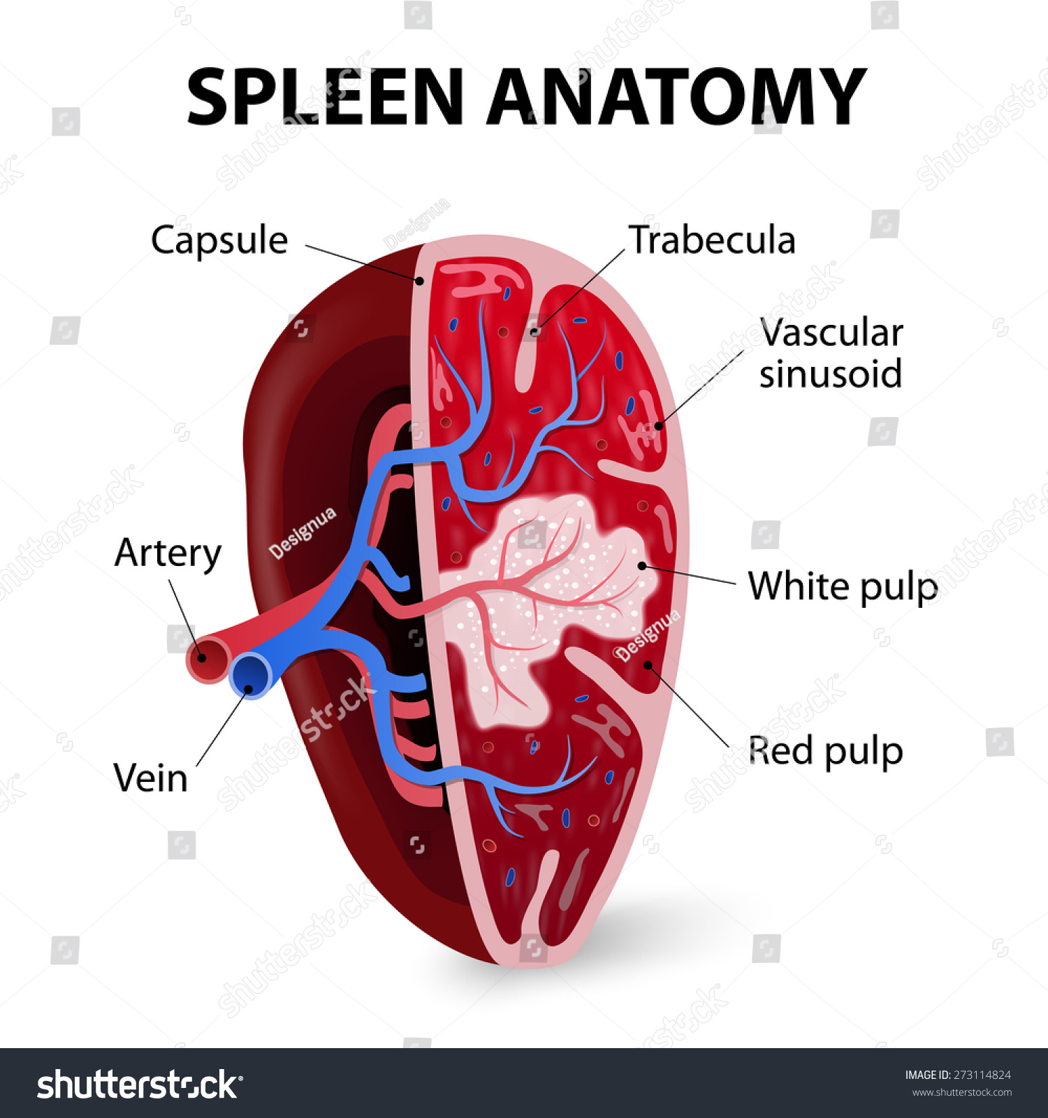 Albums 105+ Images Where Is The Spleen Located In The Female Body Sharp ...