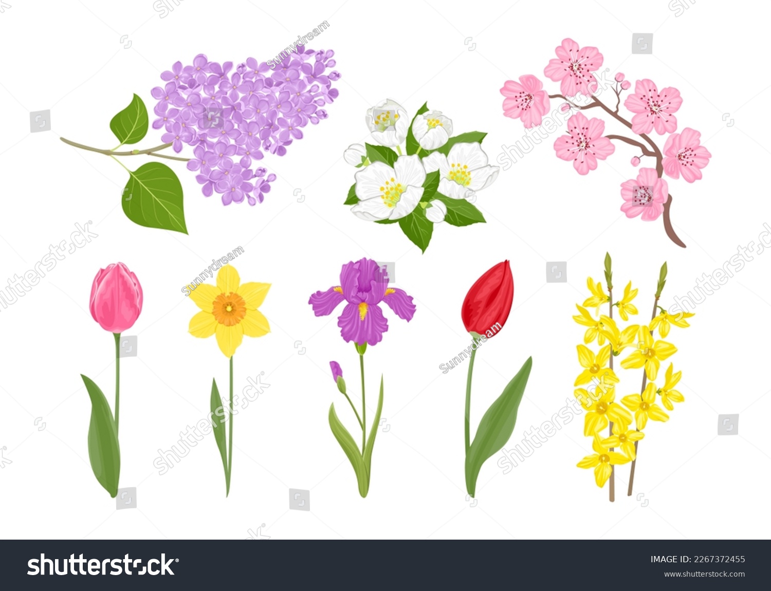 SVG of Spring flowers collection.Set of blooming plants. Vector cartoon branch of lilac, cherry blossom, forsythia or golden bells, jasmine, tulip, daffodil and iris isolated on white. Floral illustration. svg