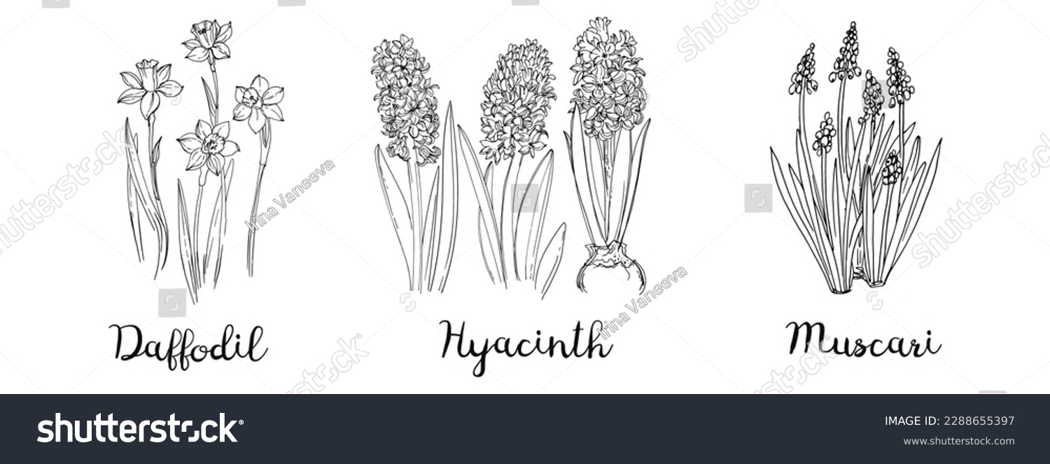 SVG of Spring flowers line drawing vector. Daffodils, Hyacinths, Muscari svg
