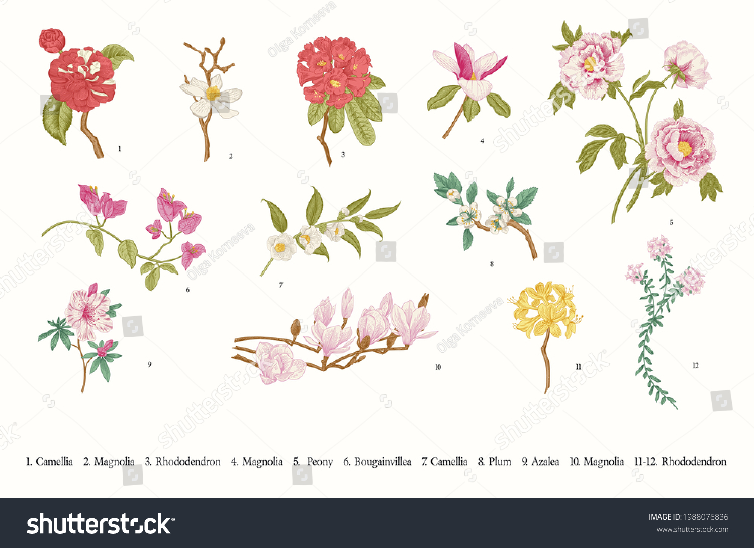 SVG of Spring flowers. Vector vintage botanical illustration. Set svg