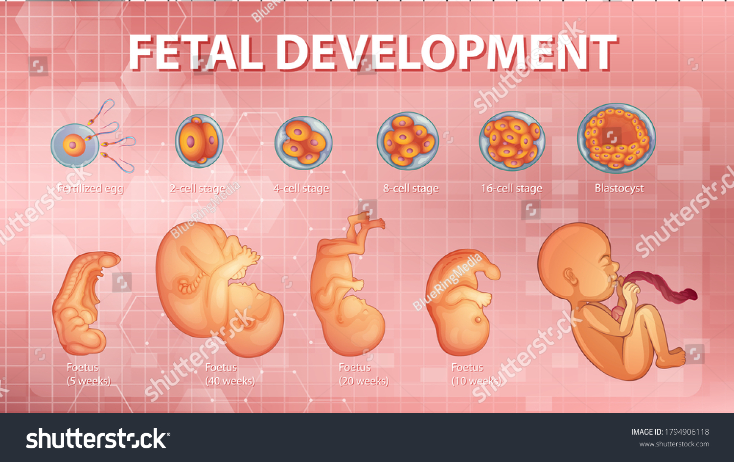 Stages Human Embryonic Development Illustration 库存矢量图（免版税）1794906118 3300