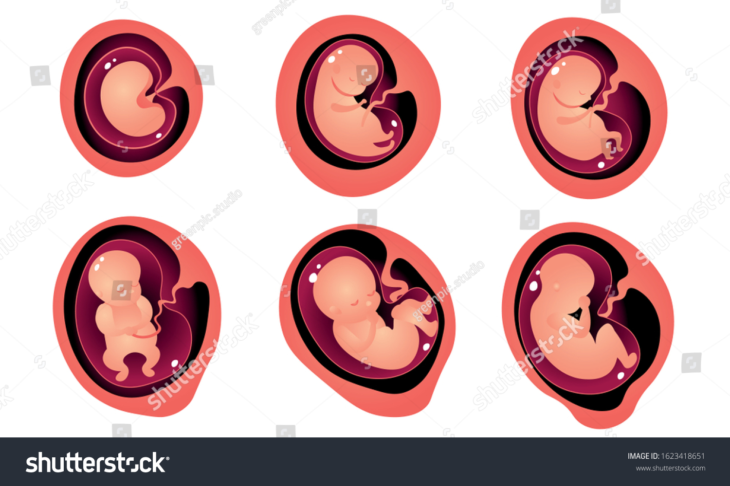 Stages Embryo Development Mothers Womb Vector 库存矢量图（免版税）1623418651 Shutterstock 6743