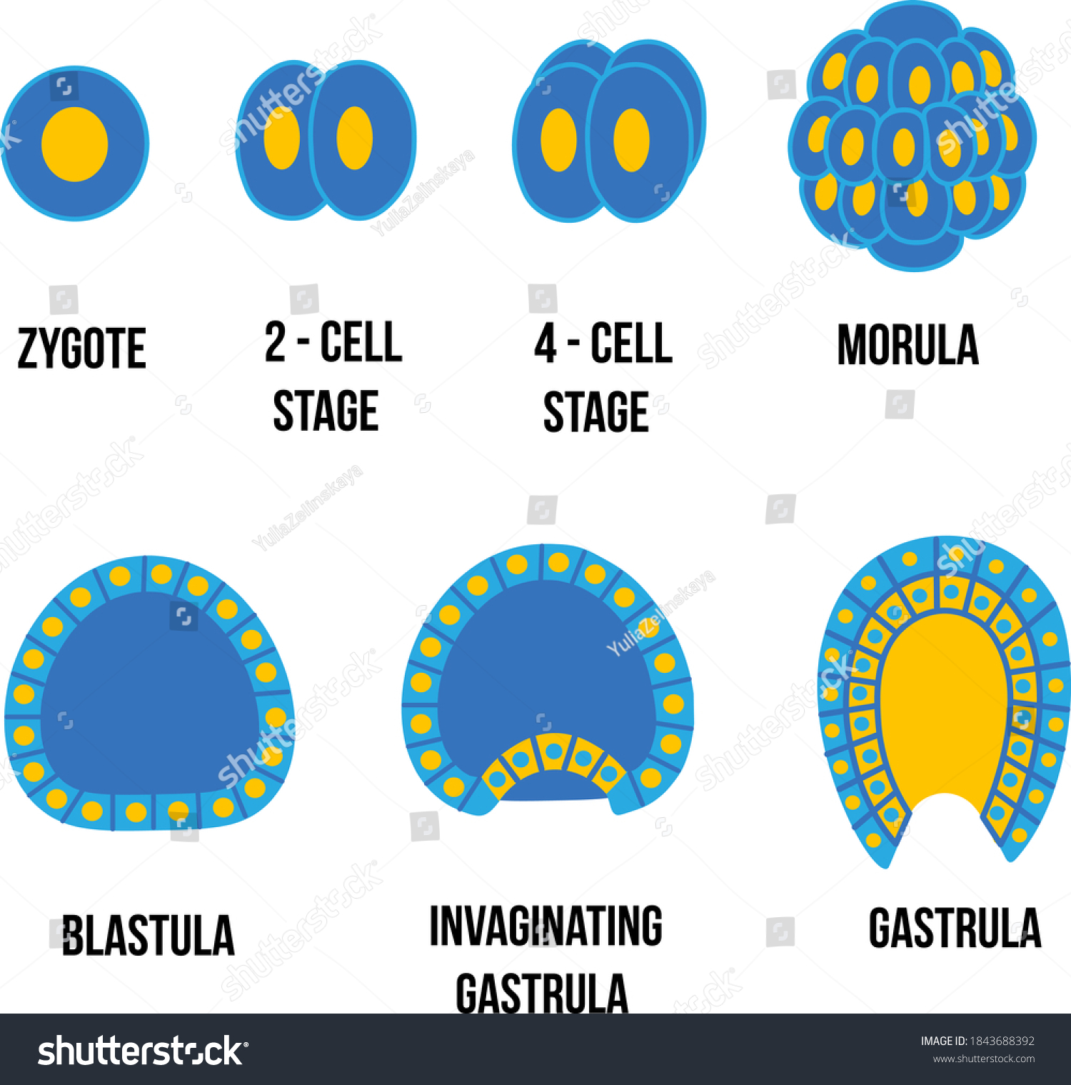 Stages Of Gastrulation Zygote 4 Cell Morula Blastula Gastrula Embryonic Development Vector Illustration