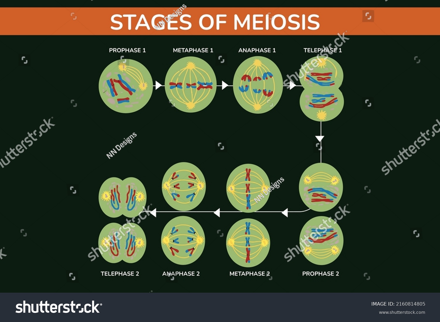 Stages Meiosis Vector Illustration Stock Vector (Royalty Free ...