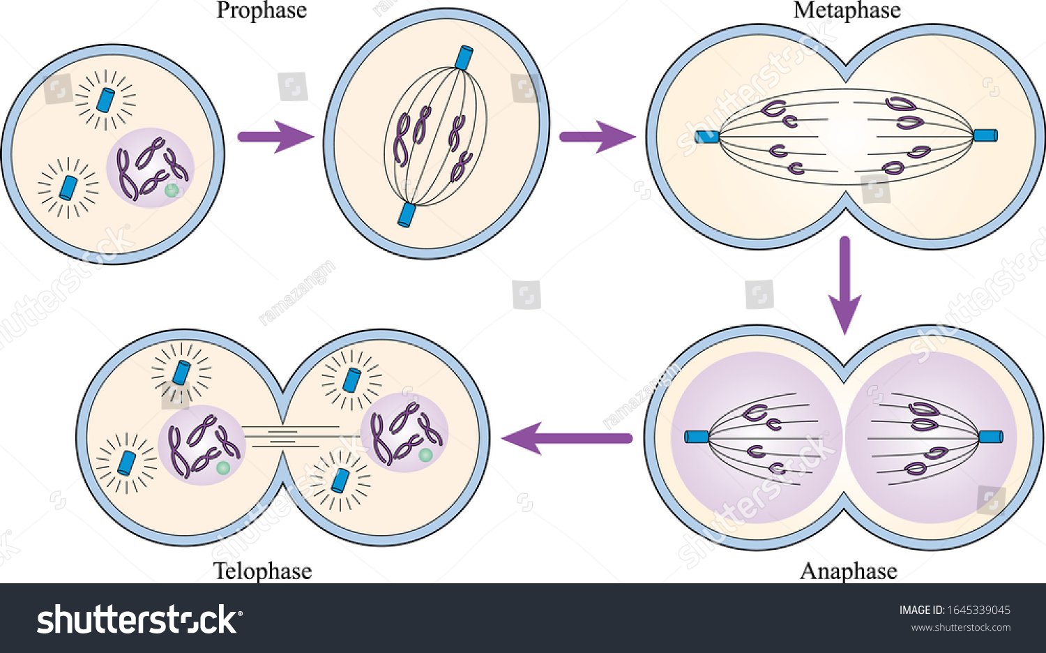 Stages Mitosis Diagram Mitotic Phases Illustration: Vetor Stock (livre ...