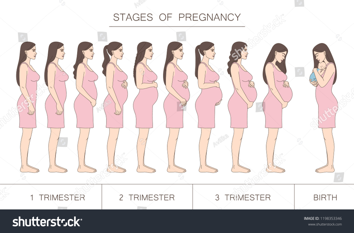 Vektor Stok Stages Pregnancy Trimester Birth Silhouette Pregnant Tanpa Royalti 1198353346 