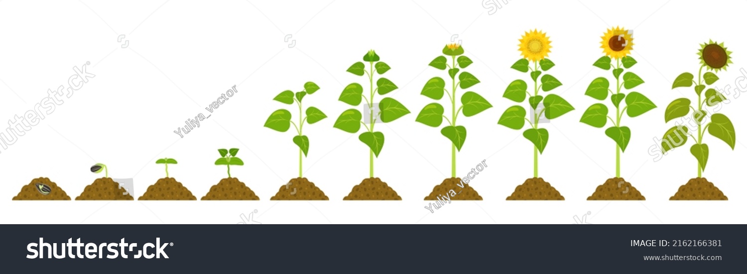 Stages Sunflower Germination Chernozem Vector Botanical Stock Vector ...