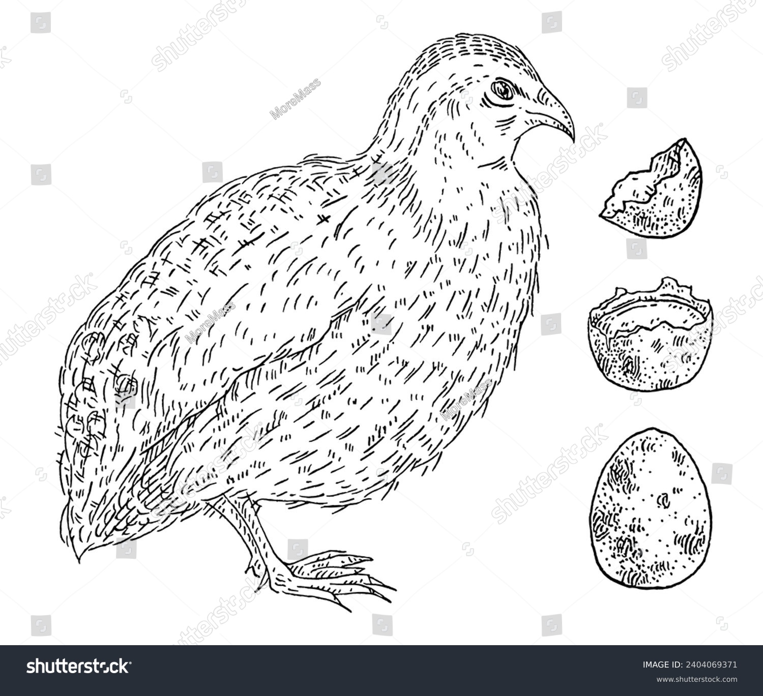 SVG of Standing quail with whole egg and broken shell. Side view. Vintage vector engraving black illustration. Isolated on white background. Hand drawn design svg