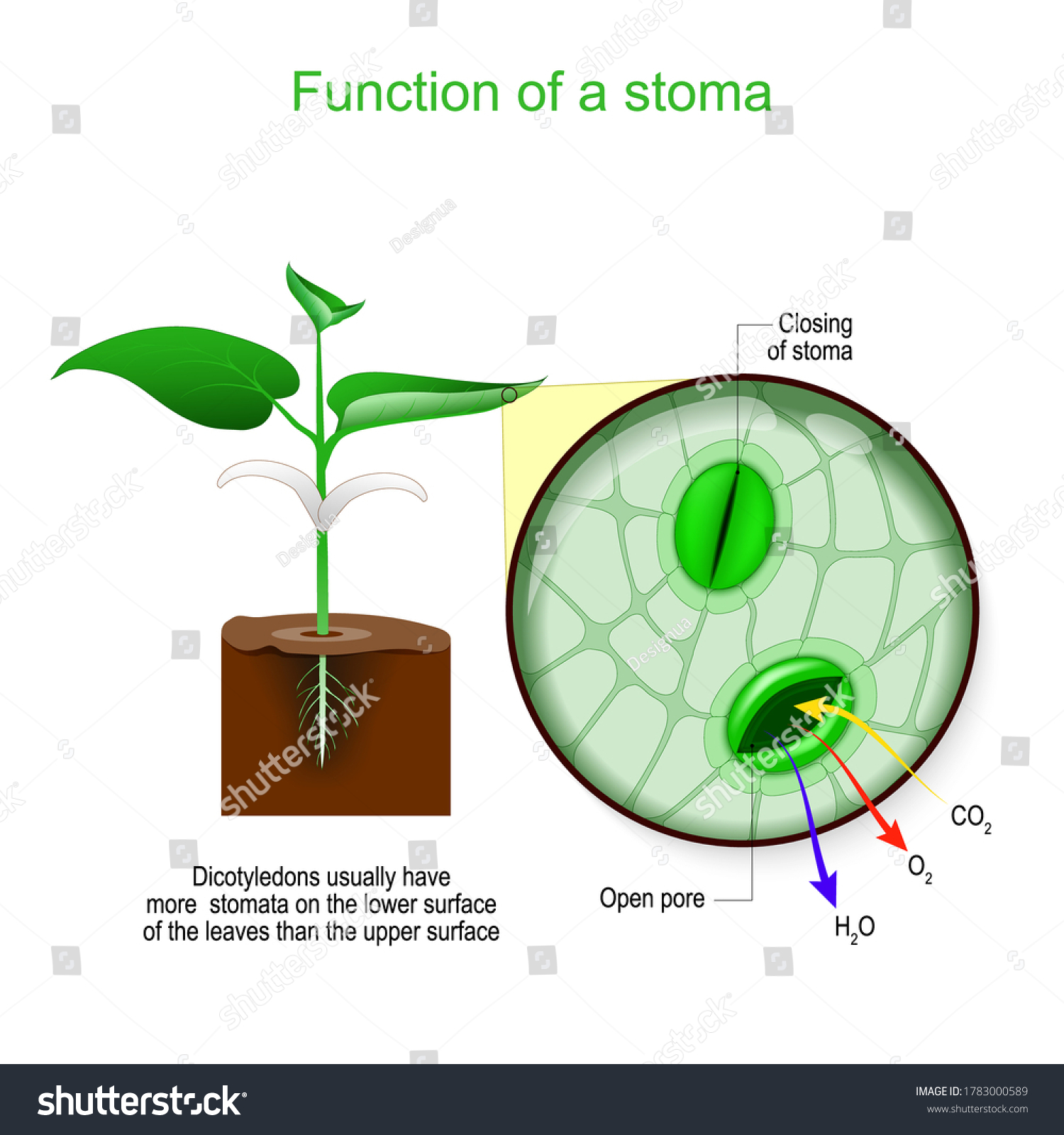 Stoma Closeup Pore Epidermis Leaves Stems Stock Vector Royalty Free 1783000589