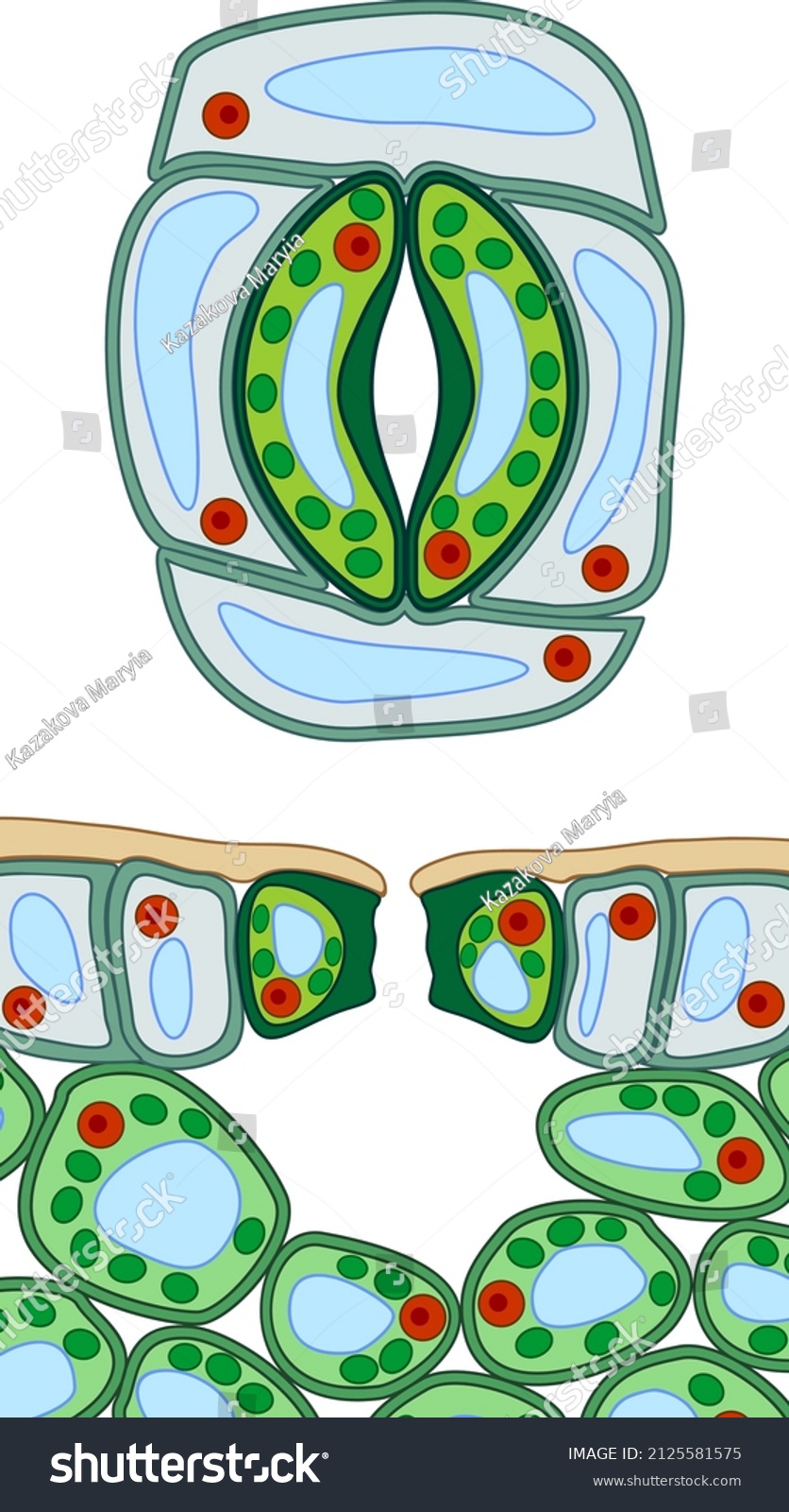 Stomatal Complex Section View Stomate Plant Stock Vector (Royalty Free ...