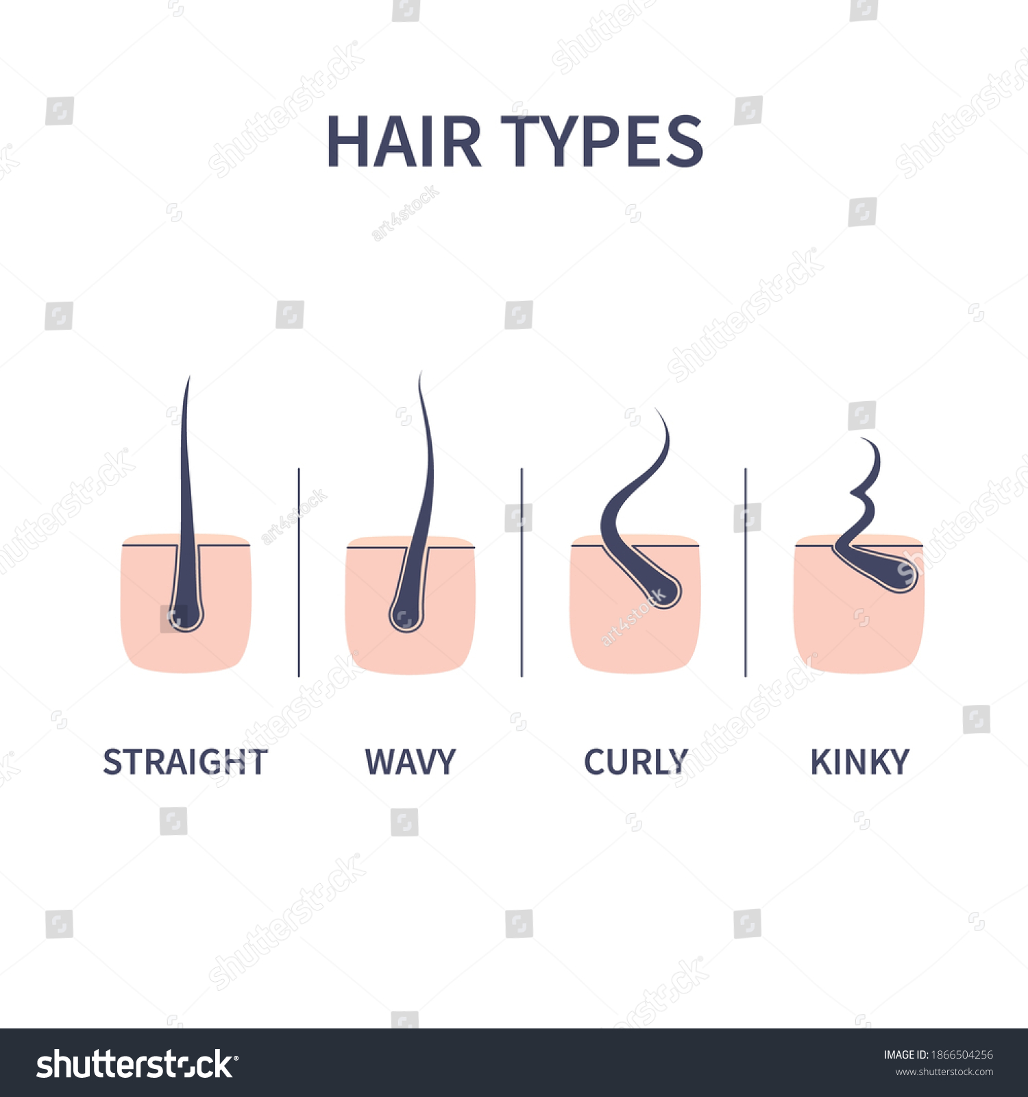 Straight Wavy Curly Kinky Hair Types Stock Vector (Royalty Free ...