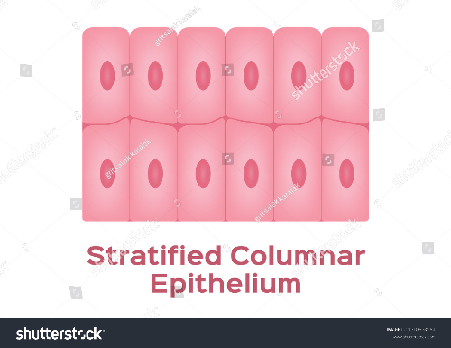 Stratified Columnar Epithelium Epithelial Tissue Stock Vector (Royalty ...