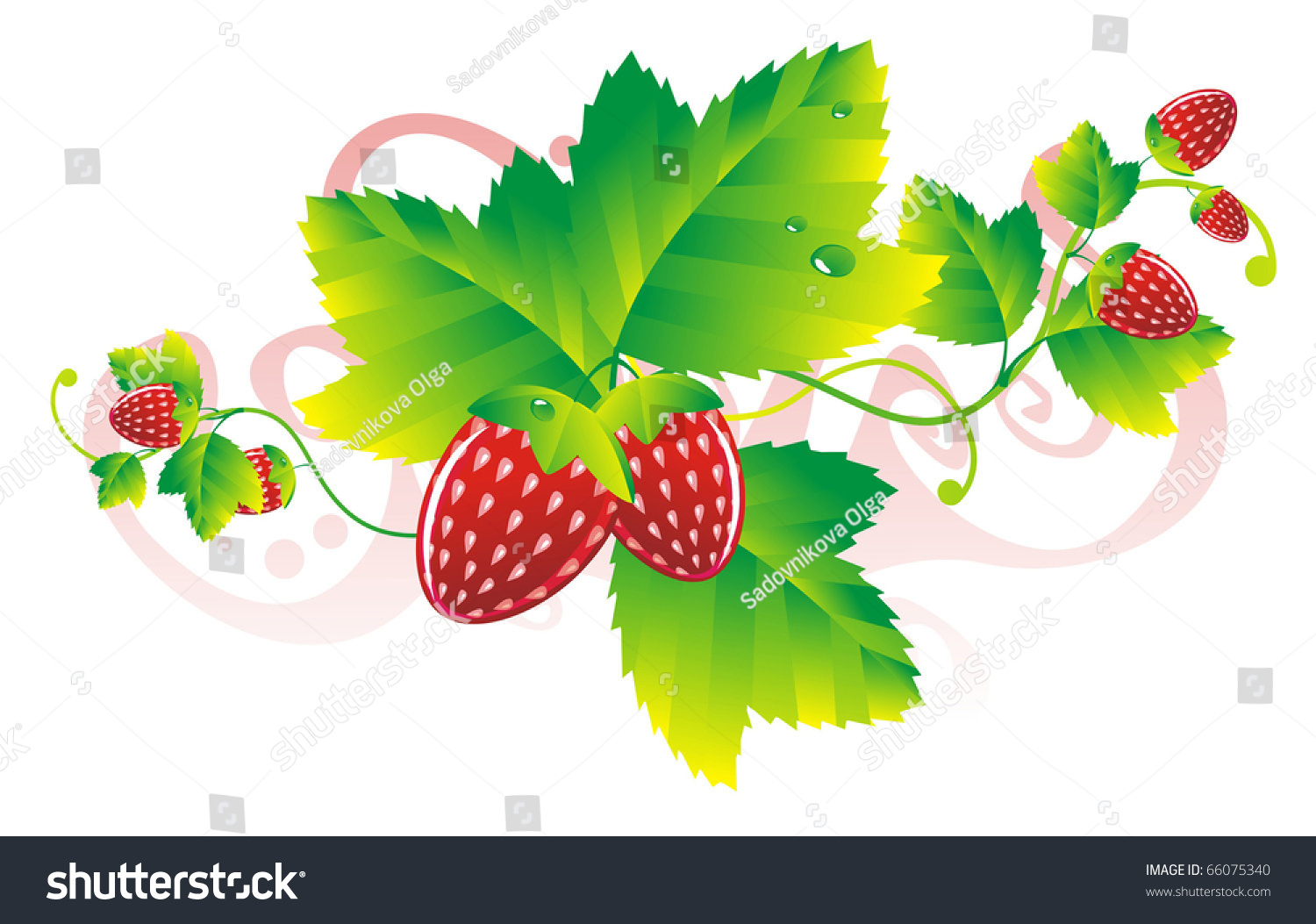 Strawberry Leaves Berries Stock Vector (Royalty Free) 66075340