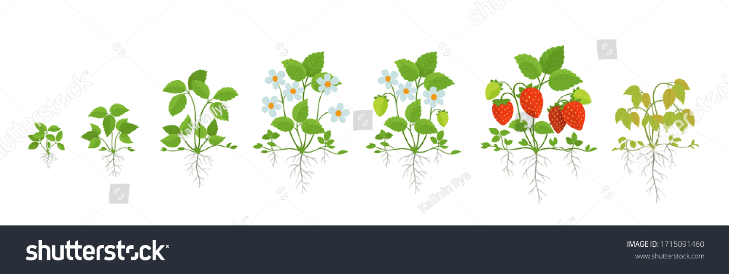 3,528 Hydroponics strawberry Images, Stock Photos & Vectors | Shutterstock