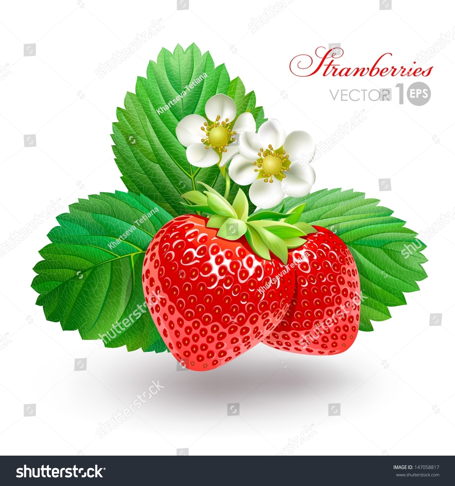 Strawberry Leaves Flowers Vector Eps Stock Vector Royalty Free